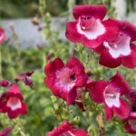 Home IMG_1095