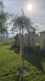 Anfang Mai im Garten
