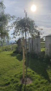 Mehr über den Artikel erfahren Anfang Mai im Garten